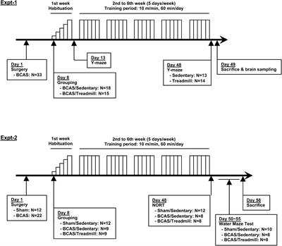 Treadmill Exercise During Cerebral Hypoperfusion Has Only Limited Effects on Cognitive Function in Middle-Aged Subcortical Ischemic Vascular Dementia Mice